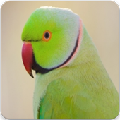 Parrot Sounds : Indian Ringneck Parakeet Sound icon
