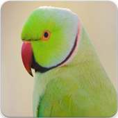 Parrot Sounds : Indian Ringneck Parakeet Sound