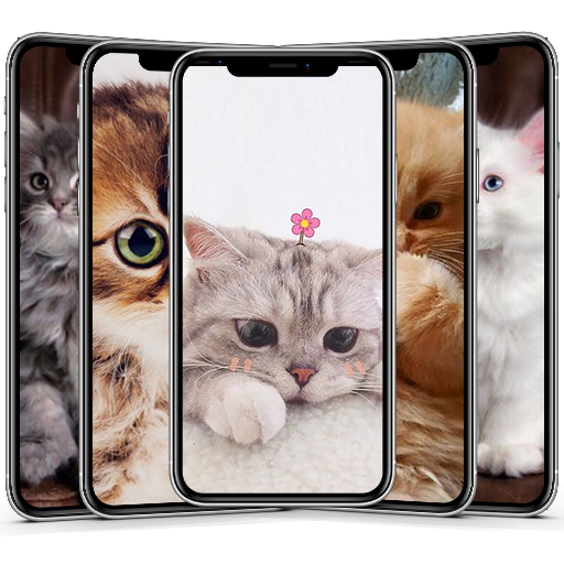 Cute Cat &amp; Kitten Wallpaper HD OFFLINE icon
