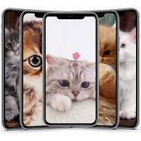 Cute Cat & Kitten Wallpaper HD OFFLINE