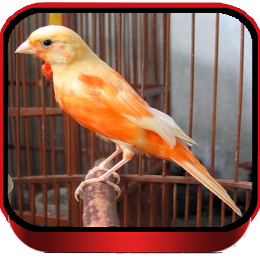 TERAPI KENARI LOPER MASTER icon