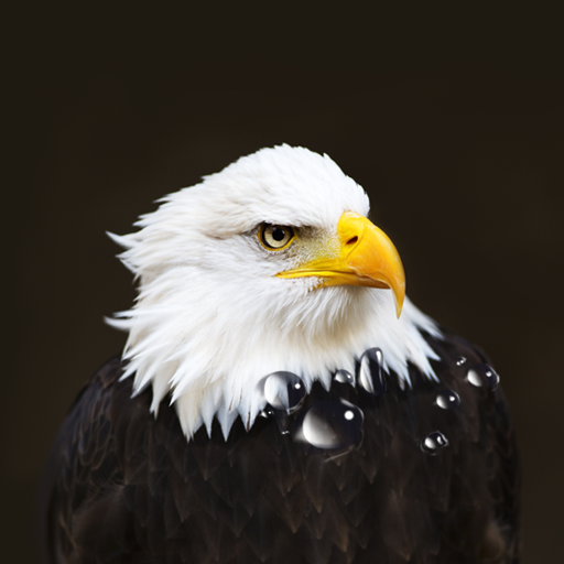 Birds Live Wallpaper icon