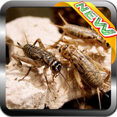 Cricket Sounds Night icon