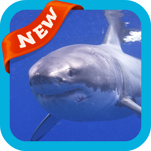 Shark Wallpaper icon