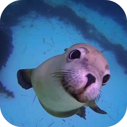 Sea Life HD Video Wallpapers Gallery أيقونة
