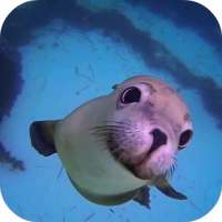 Sea Life HD Video Wallpapers Gallery on 9Apps