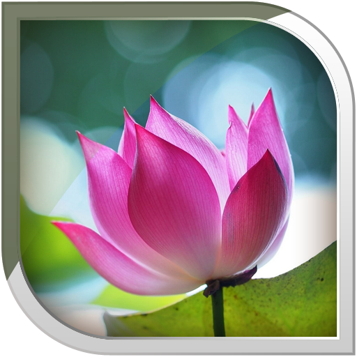 Lotus Live Wallpaper icon