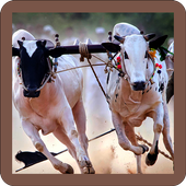 Bull Race أيقونة