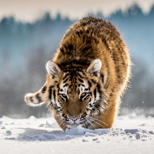 Tiger Wallpapers icon