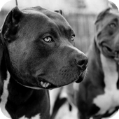 Pitbull Dog Live Wallpaper HD icon