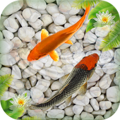 Koi Free Live Wallpaper : Fish Aquarium Wallpaper icon