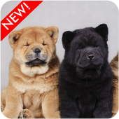Wallpaper Chow Chow Puppies icon