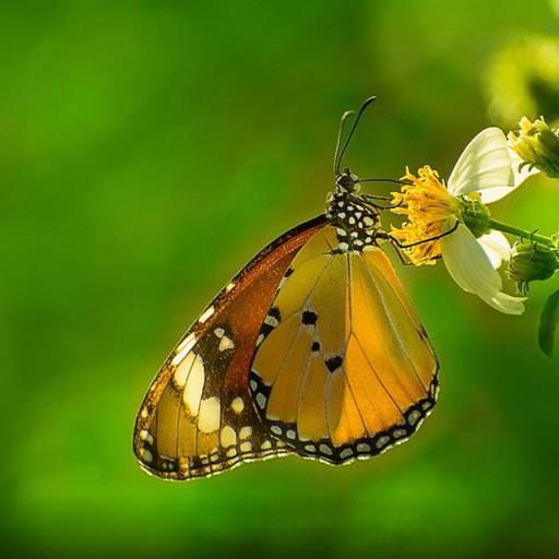 Butterfly Wallpaper HD icon
