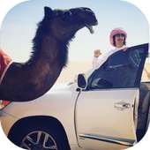 شيلة راح ورحل on 9Apps