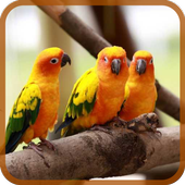 Birds Puzzle icon