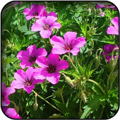 Geranium wallpapers icon