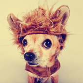 Dog Lovers Go Locker Theme icon