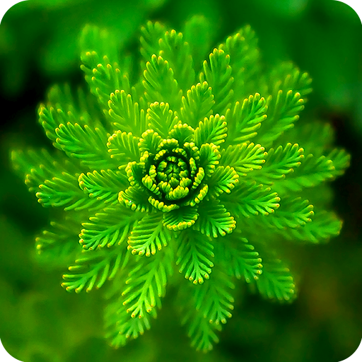 Green Wallpaper icon