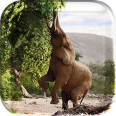 Animal Planet Live Wallpeper icon