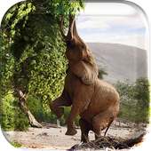 Animal Planet Live Wallpeper on 9Apps
