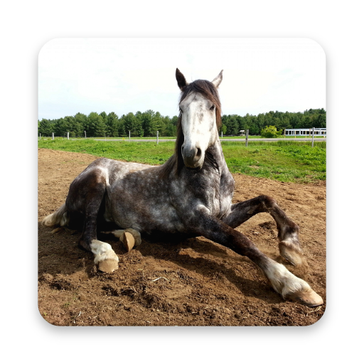 Beautiful Horse Wallpapers icon