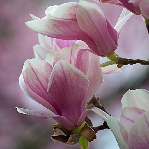 Magnolia Flower Wallpaper icon