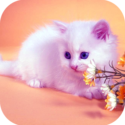 Cute Cat HD Wallpapers icon