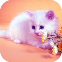 Cute Cat HD Wallpapers