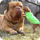 Big Dogs Wallpaper icon