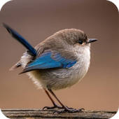 Bird Wallpaper icon