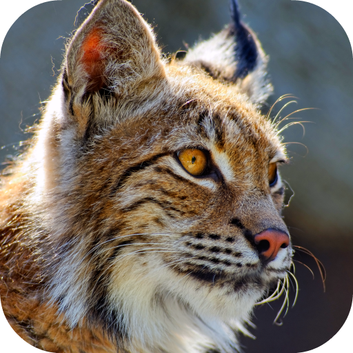 Bobcat Sounds icon