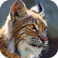 Bobcat Sounds on 9Apps