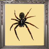 Spider Prank Mirror icon