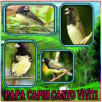 Canto de Papa Capim Viviti completos on 9Apps