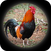 Chicken Hunting Master icon