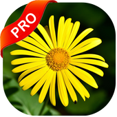Gallery Pro icon