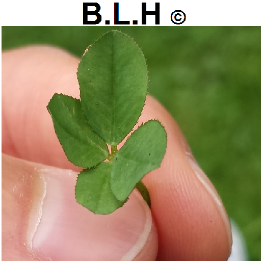 Industriemeister Lern App BLH icon