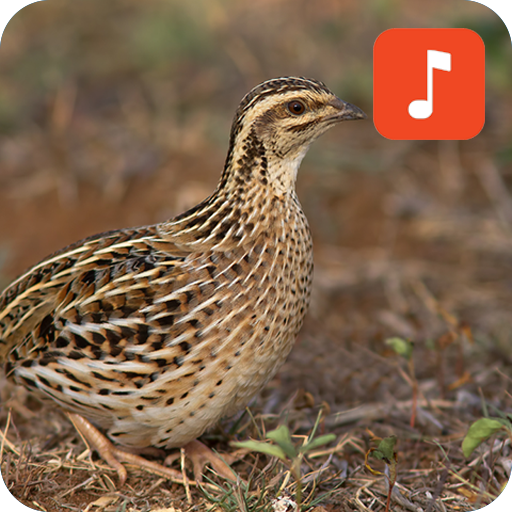 Rain quail bird calls icon