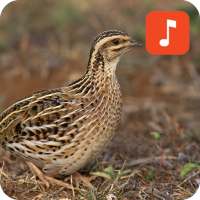 Rain quail bird calls
