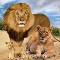 Jungle Lion Kingdom Lion Family