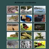 Animal Contests icon