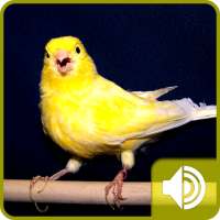 Canary Bird Sounds on 9Apps