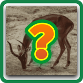 GUESS ANIMAL icon