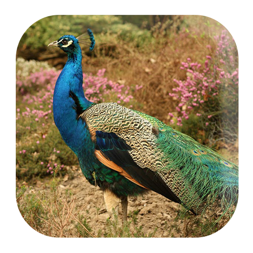 Peacock Sounds icon
