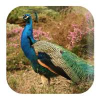 Peacock Sounds on 9Apps