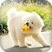 Free Dog Whistle Training Kit