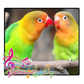 Chirping of Lovebird icon