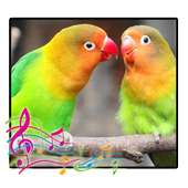 Chirping of Lovebird on 9Apps