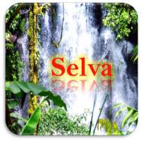 Imágenes de la selva - Paisajes naturales en HD on 9Apps