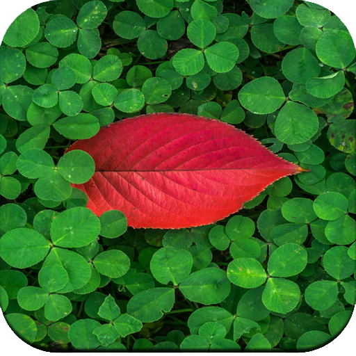 Green Wallpaper icon